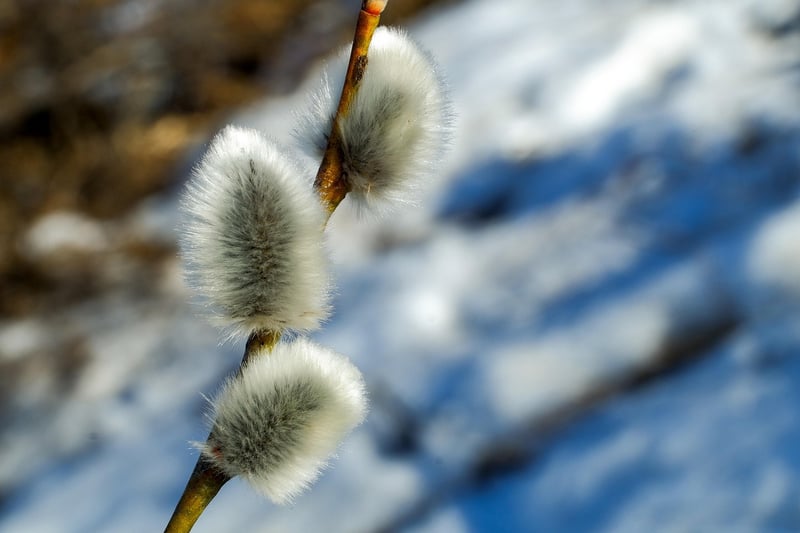 Green Willow Leaves